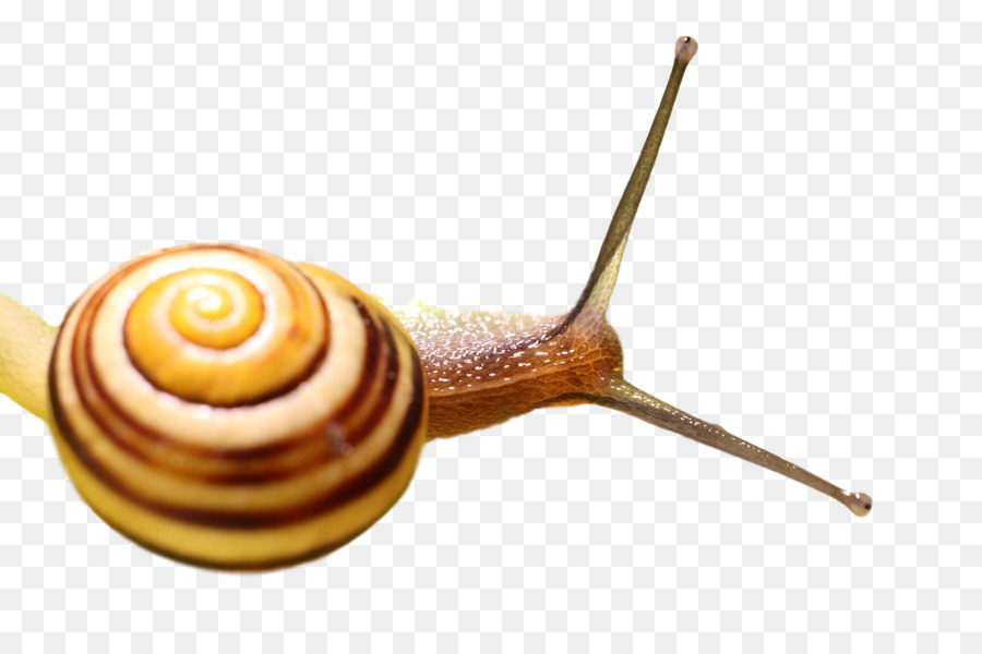 Caracol，Caparazón PNG