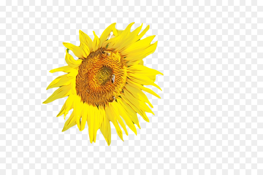 Daisy Familia，La Semilla De Girasol PNG