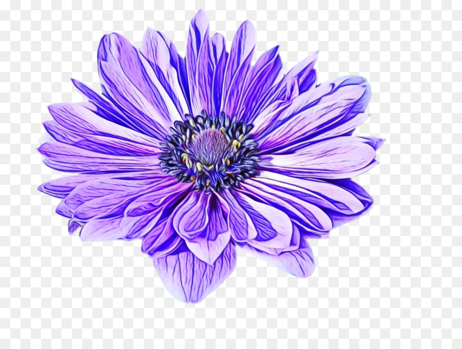 Aster，Planta Anual PNG