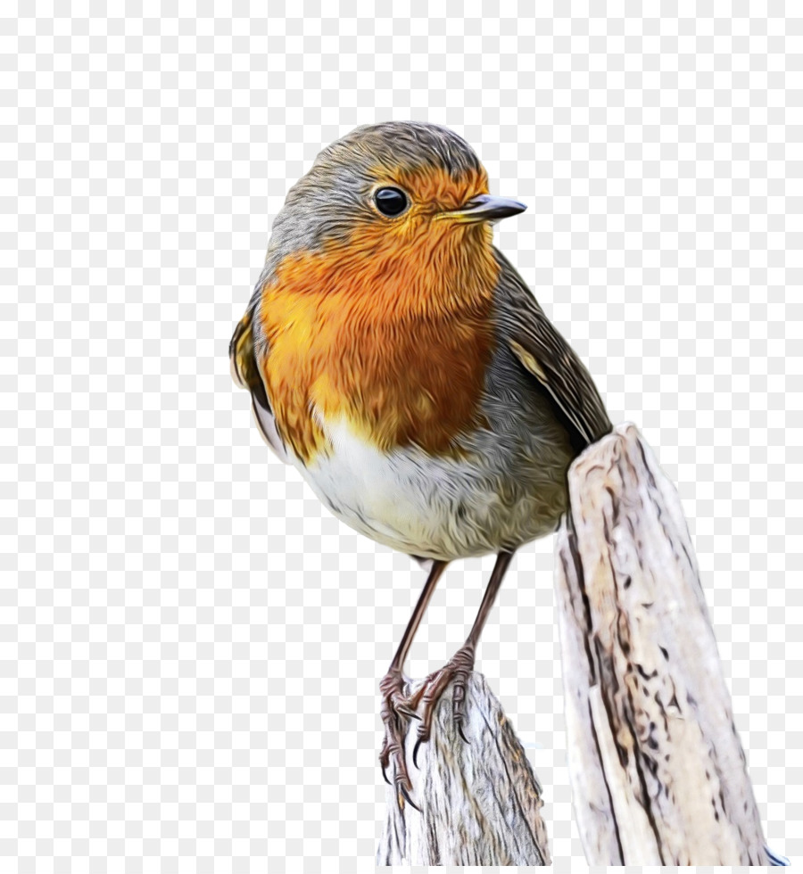 Europea Robin，Gorriones Americanos PNG