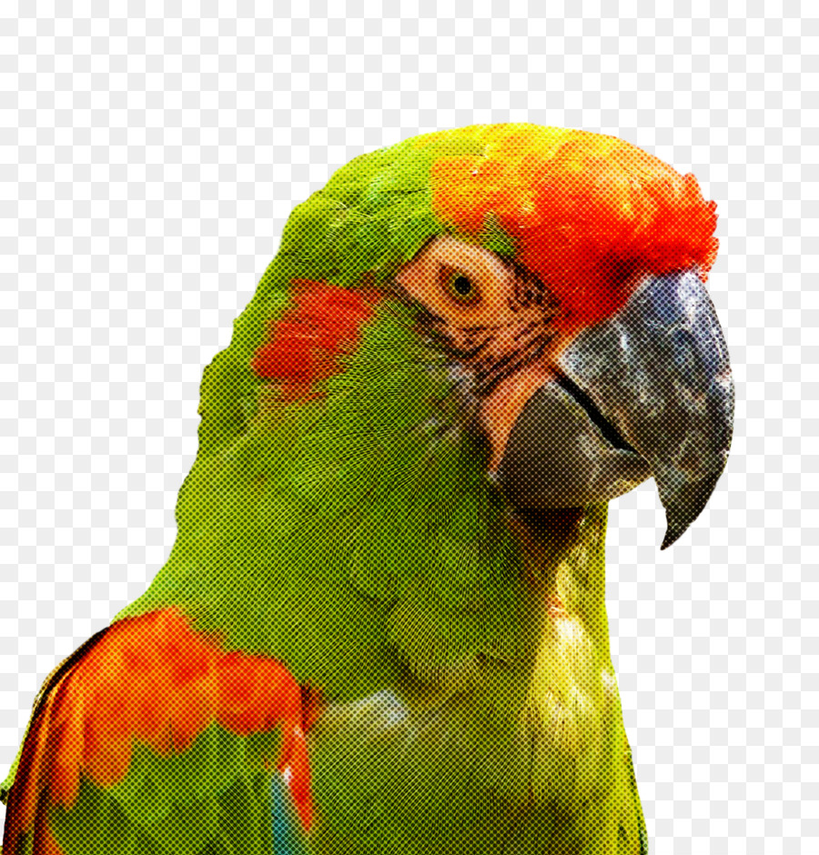 Guacamayo，Loriini PNG