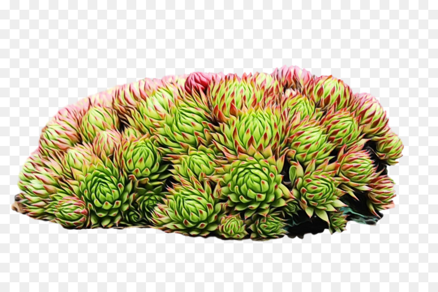 Color，Durian PNG