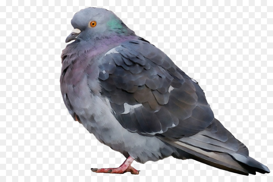 Stock Paloma，Columbidae PNG