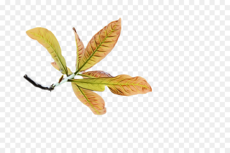 Hoja，Árbol PNG