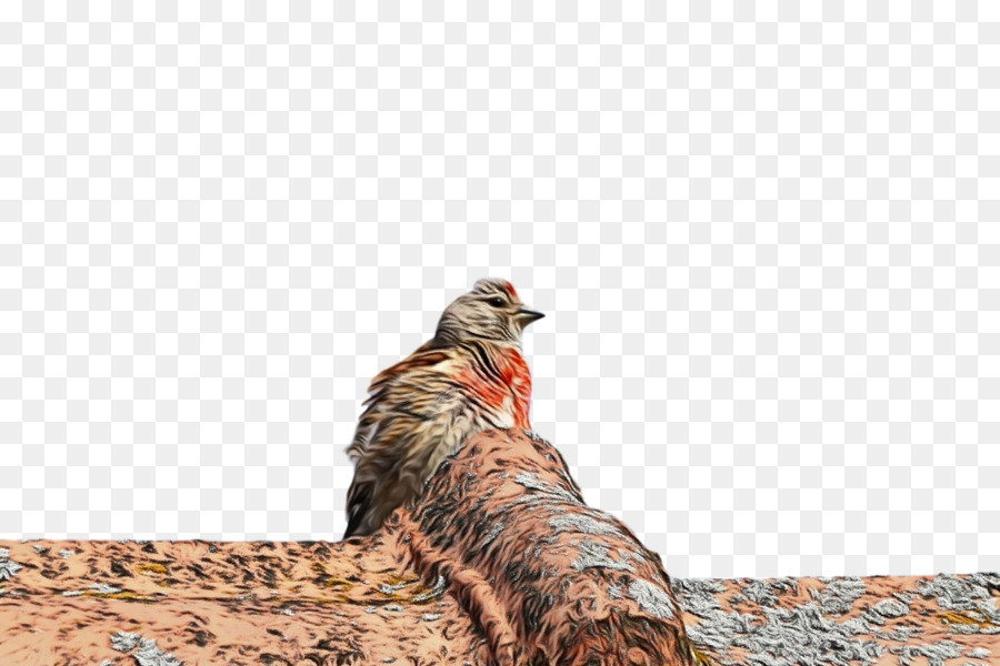 Aves，Pico PNG