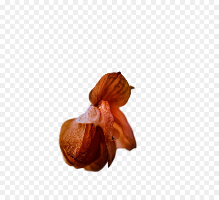 Pétalo，Flor PNG