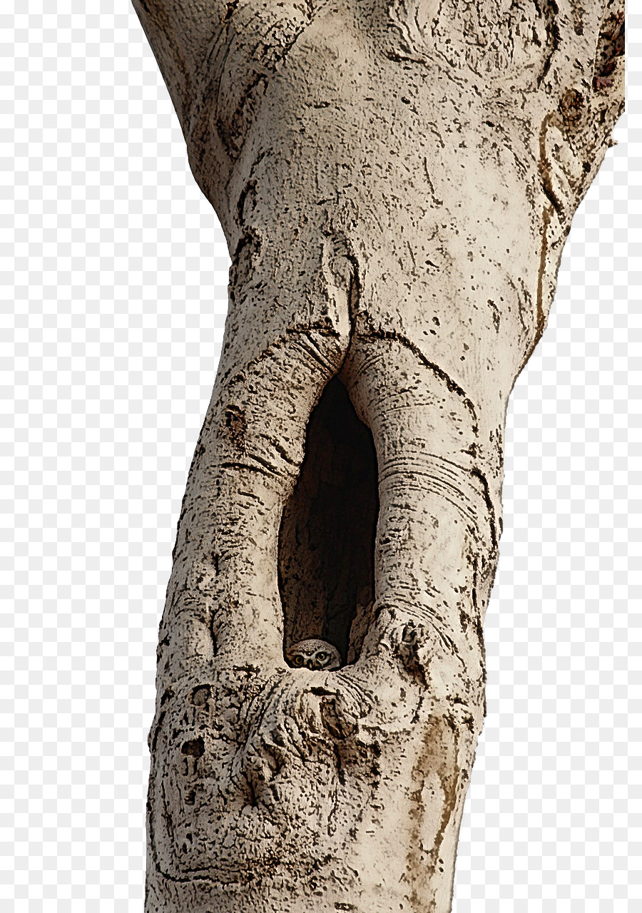 Tronco De árbol，Árbol PNG