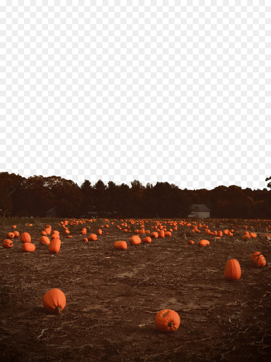 Calabaza De Invierno，Suelo PNG