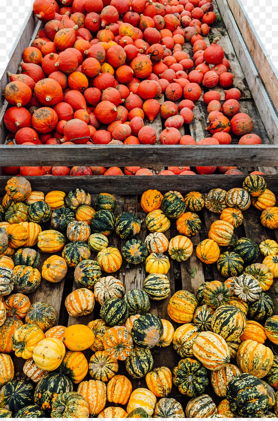 Calabaza，Calabaza De Invierno PNG