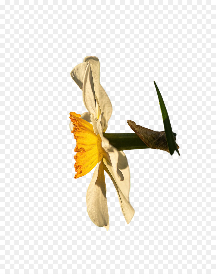 Flor，Vástago PNG