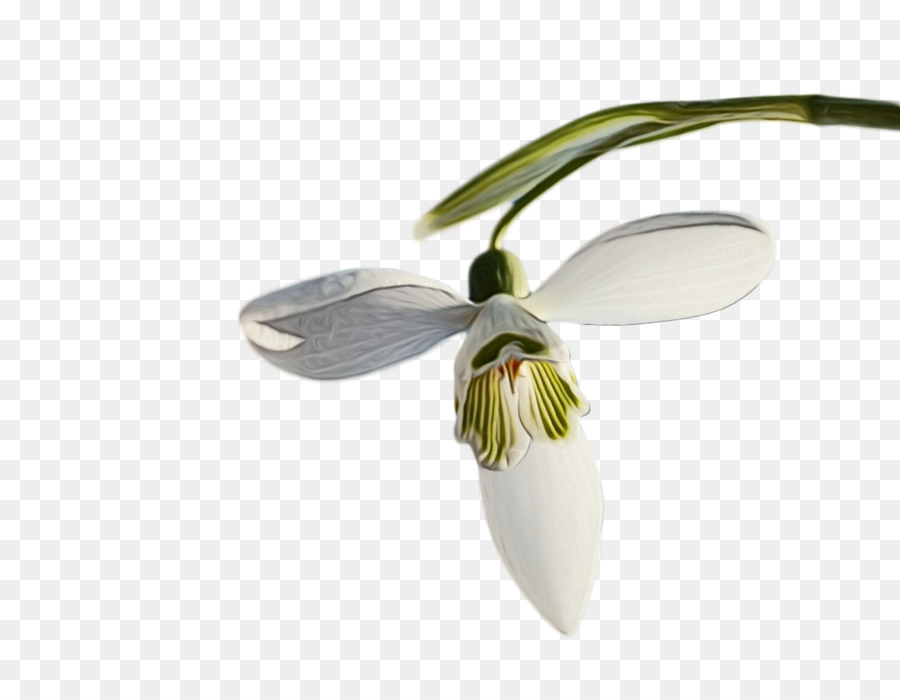 Flor，Campanilla De Invierno PNG