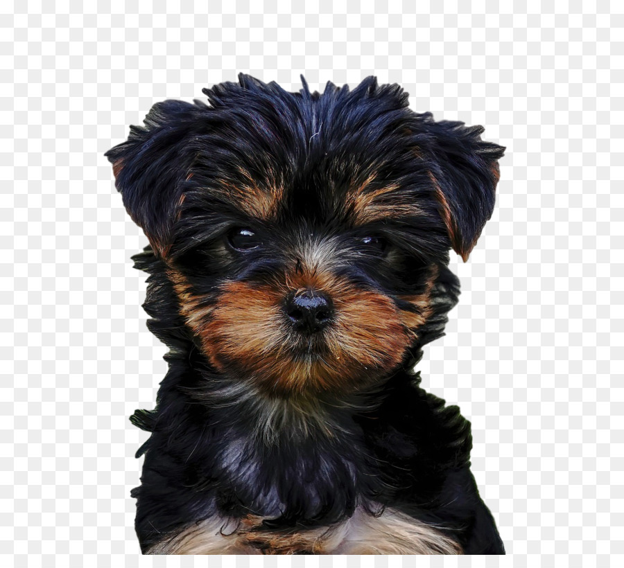 Terrier De Yorkshire，Perro PNG