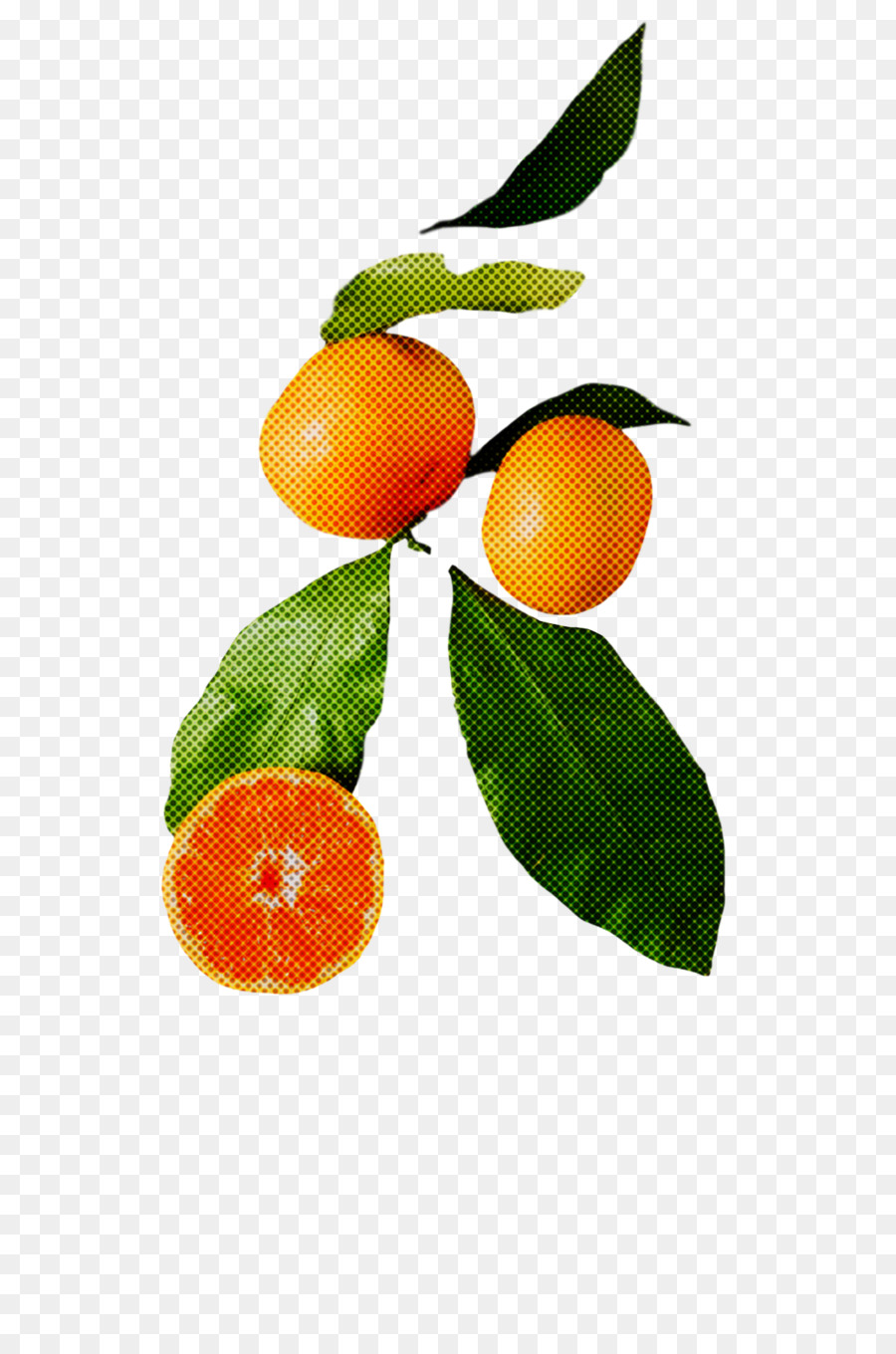 Chenpi，De Naranja Amarga PNG