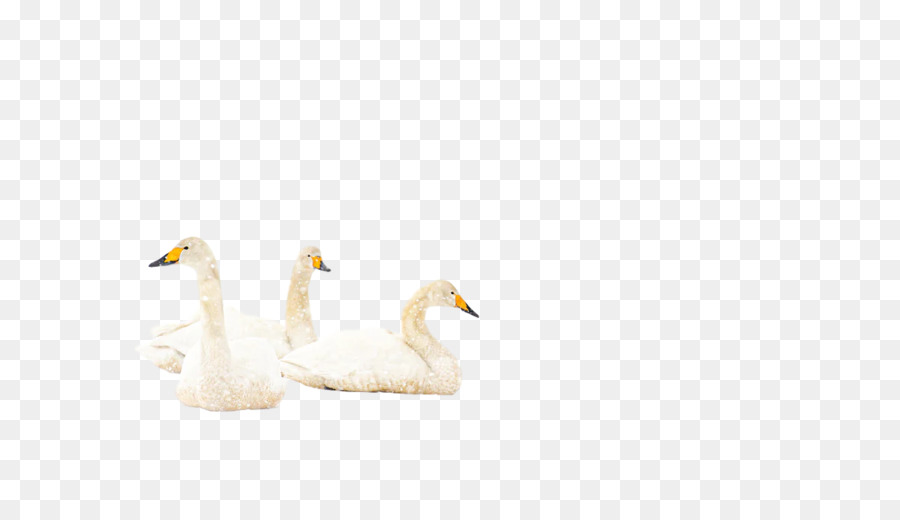 Cisnes，Agua PNG