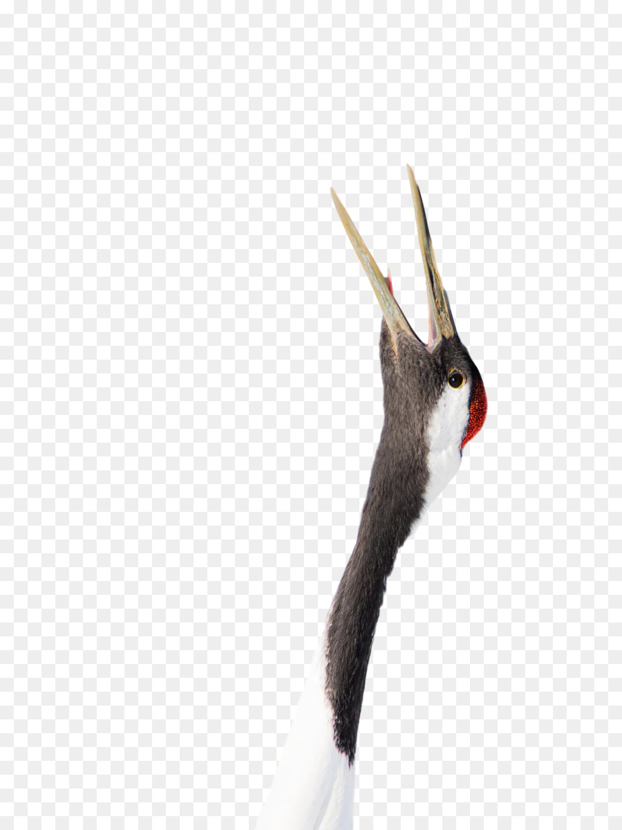 Aves，Pico PNG