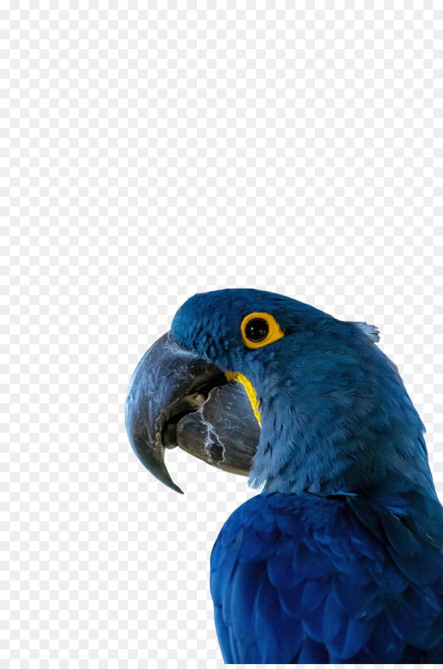 Loro Azul，Exótico PNG