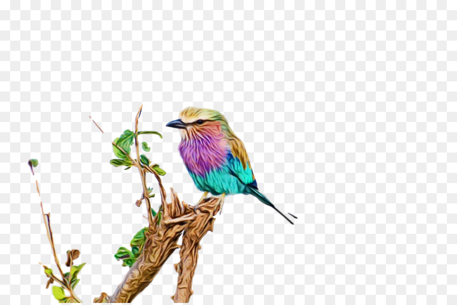 Aves，Beeeater PNG