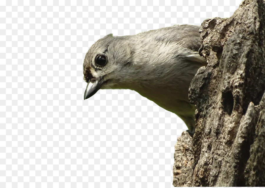 Piciformes，Pico PNG