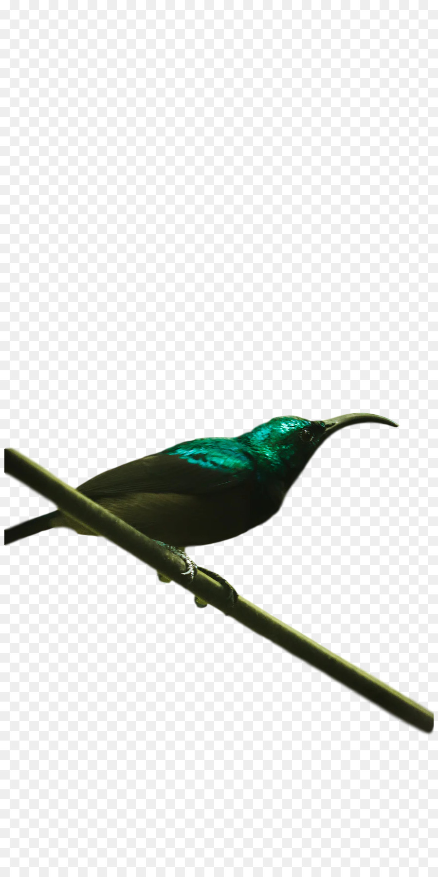 Aves，Pico PNG