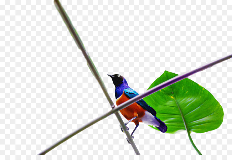 Aves，Pico PNG