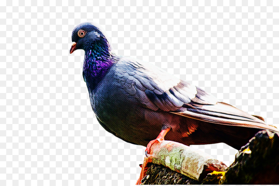 Columbidae，Pluma PNG