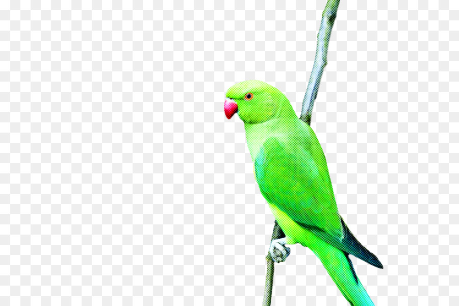 Guacamayo，Agapornis PNG