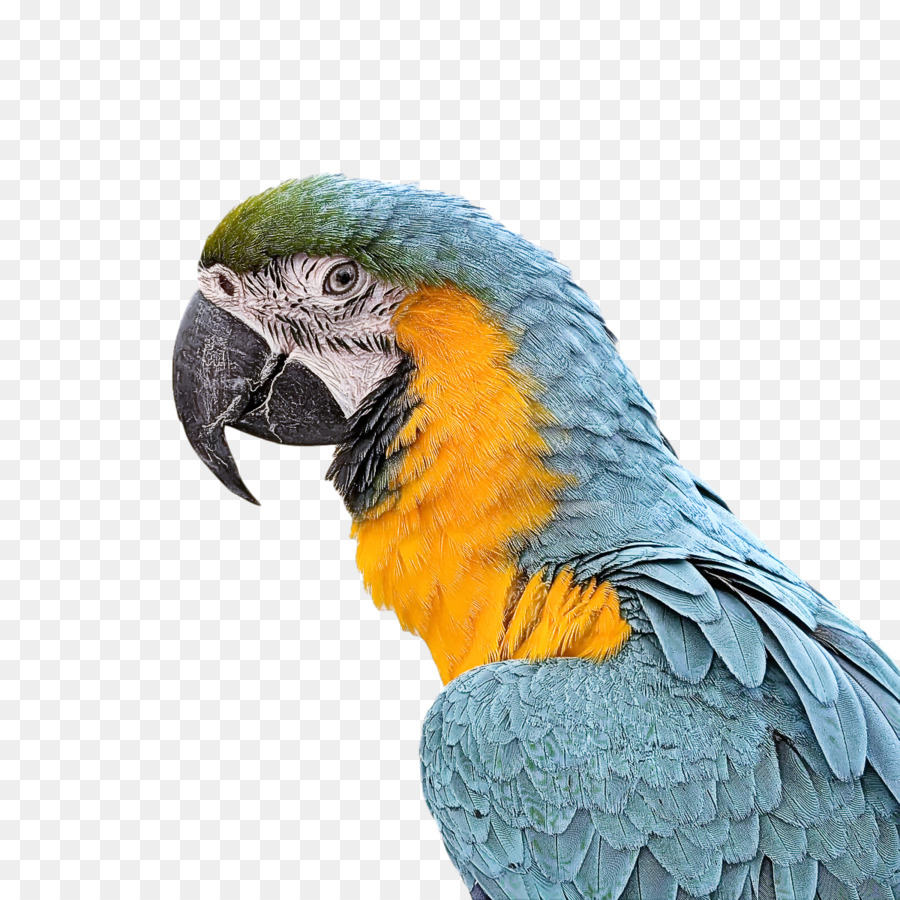 Loro，Vistoso PNG