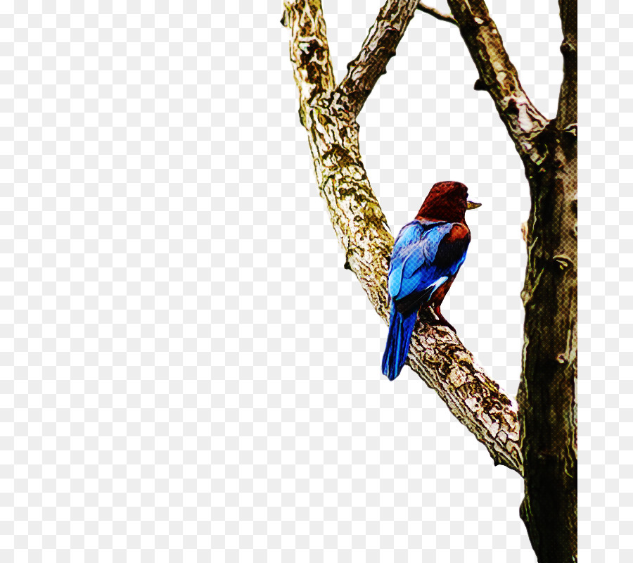 Guacamayo，Aves PNG