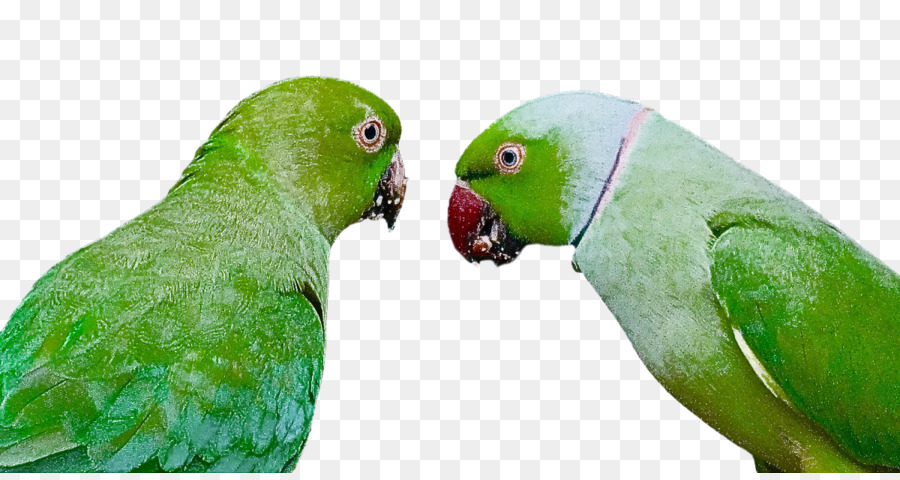 Guacamayo，Parakeet PNG