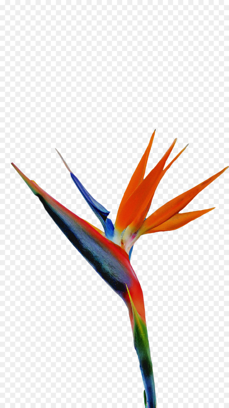 Aves，Pico PNG