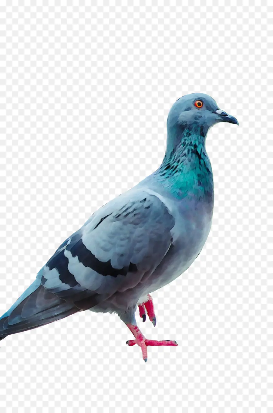 Columbidae，Stock Paloma PNG