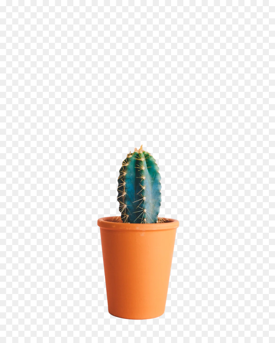 Cactus，Maceta PNG