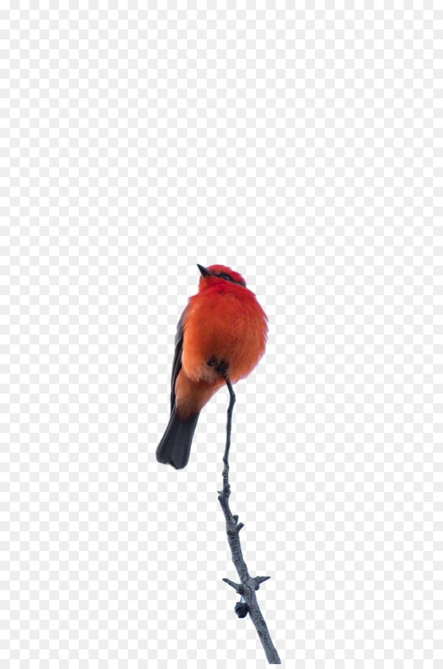 Aves，Pico PNG