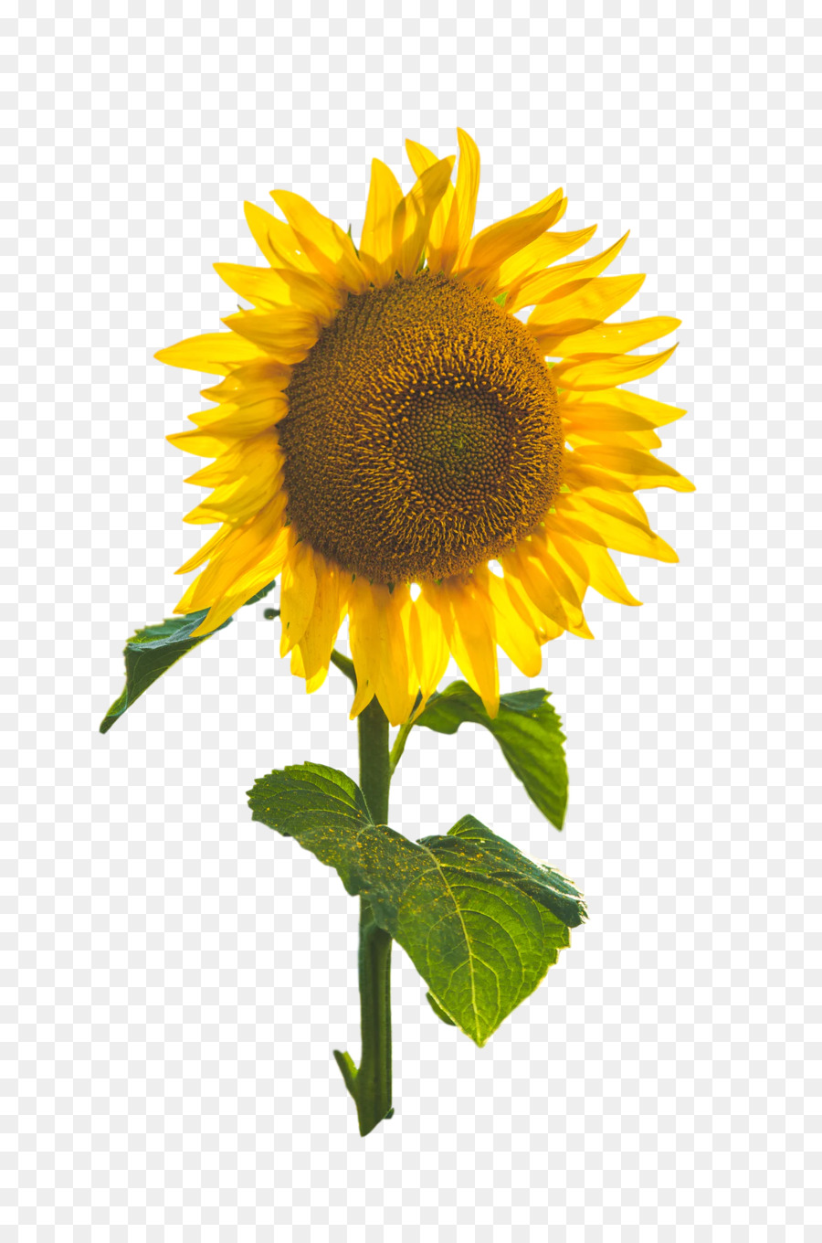 Común De Girasol，Tallo De La Planta PNG