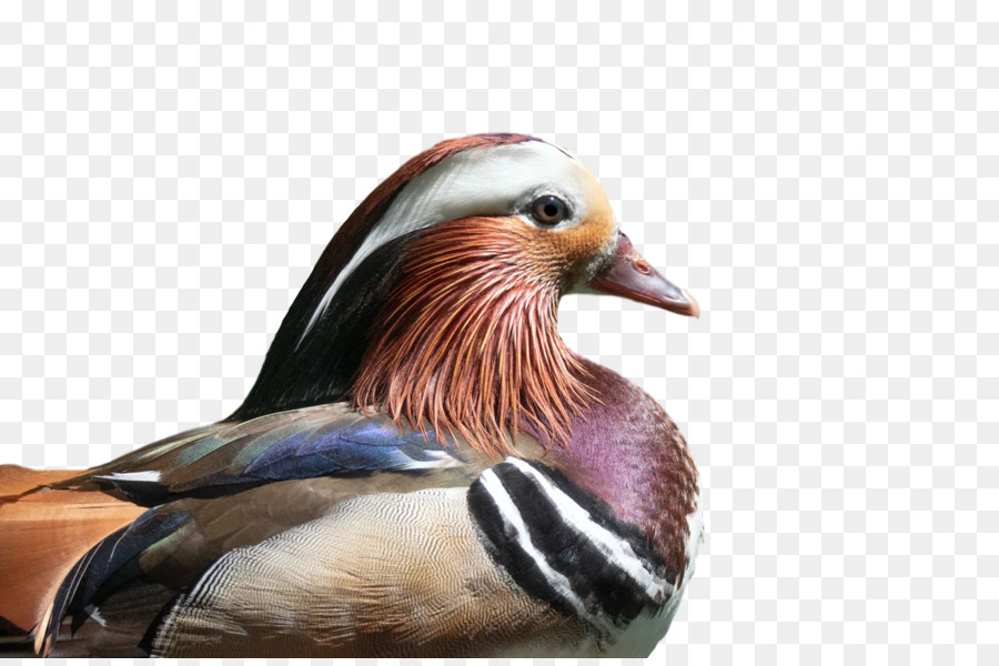 Pato，Ganso PNG