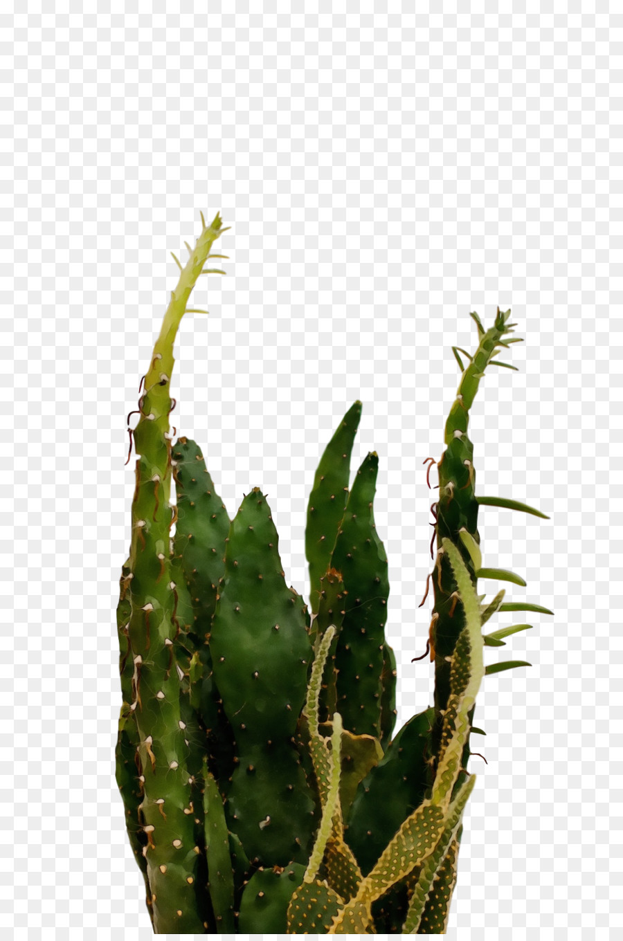 Triángulo Cactus，Vástago PNG