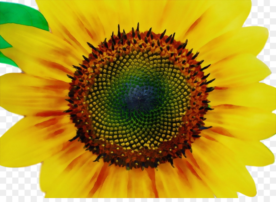 Daisy Familia，La Semilla De Girasol PNG