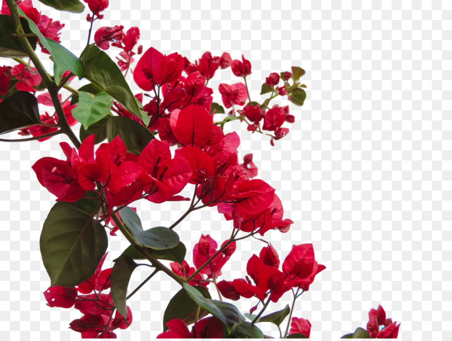 Rosas，Rojo PNG