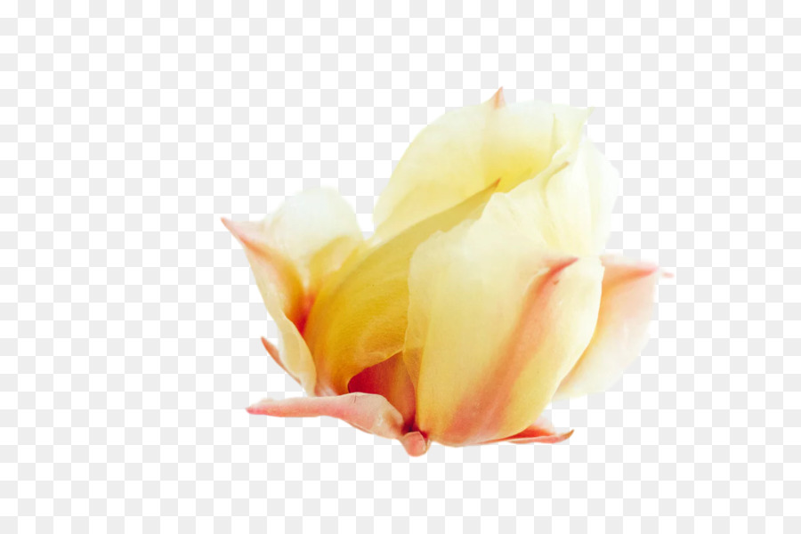 Rosa，Familia De Las Rosas PNG