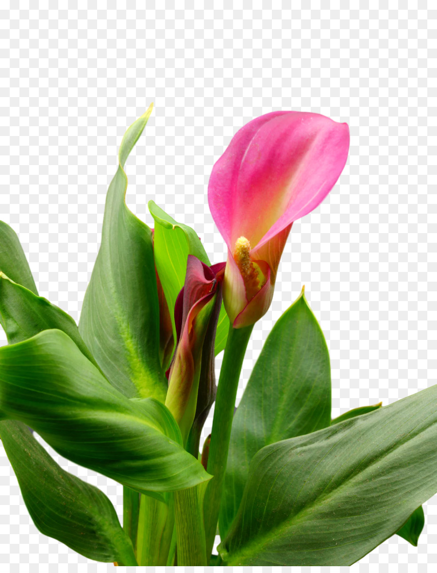 Vástago，Cortar Flores PNG