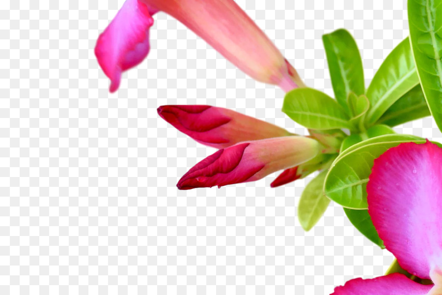 Flores Rosadas，Flores PNG