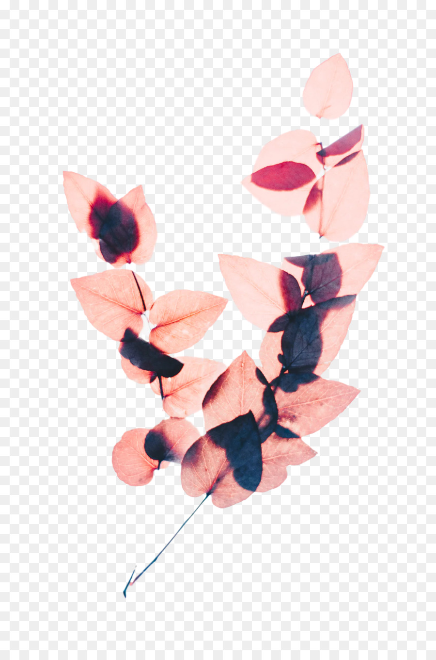 Flor，Color PNG