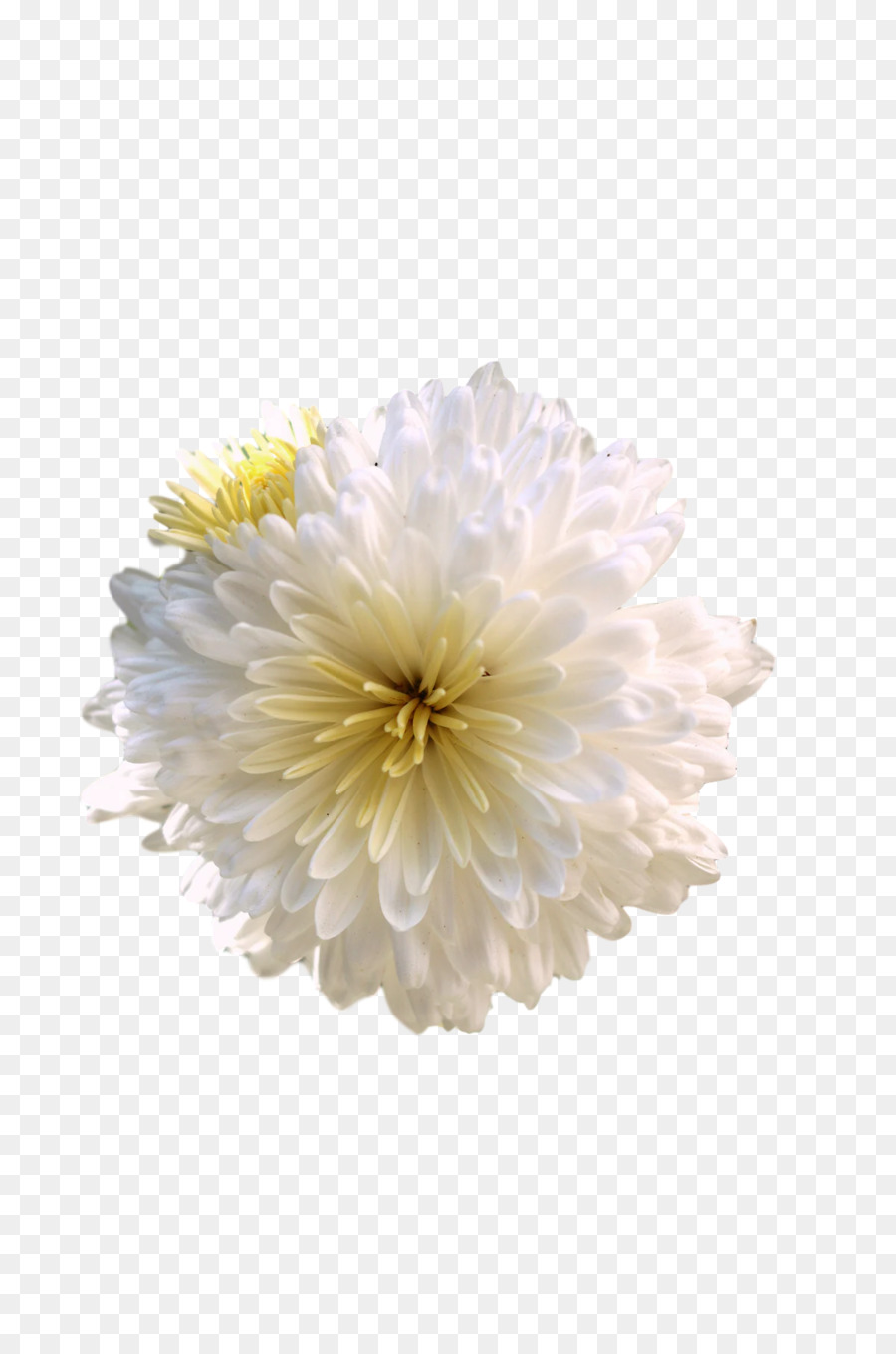 Crisantemo，Transvaal Daisy PNG