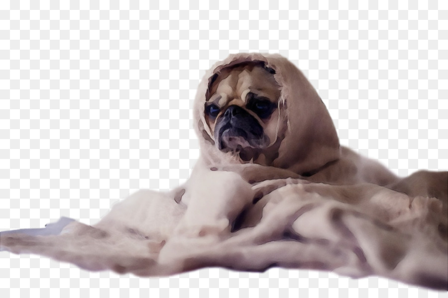 Pug，Cachorro PNG