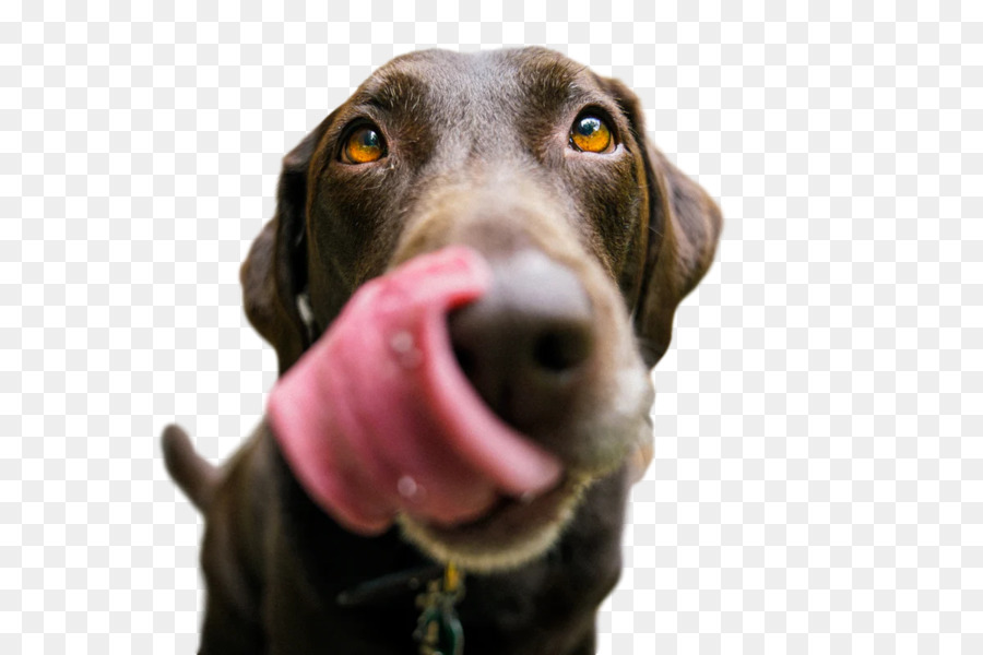 Labrador Retriever，Pomerania PNG