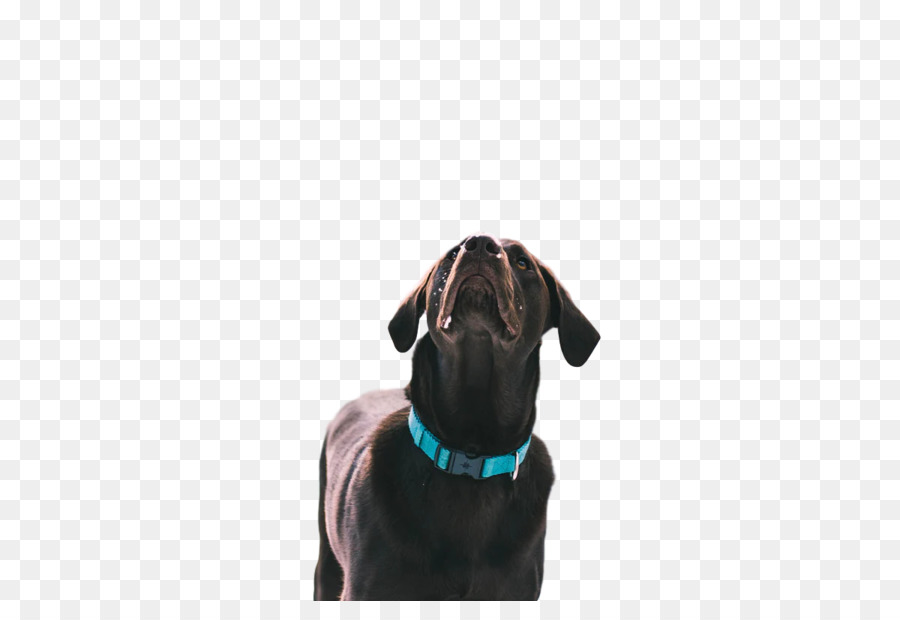 Perro，Cachorro PNG