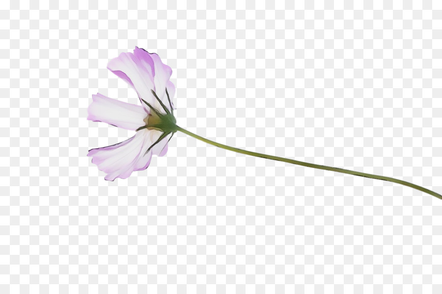 Flor，Tallo De La Planta PNG