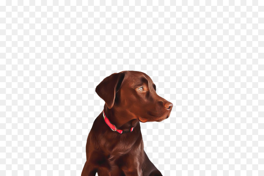 Labrador Retriever，Cachorro PNG