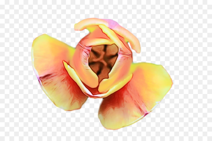 Flor，Hibisco PNG