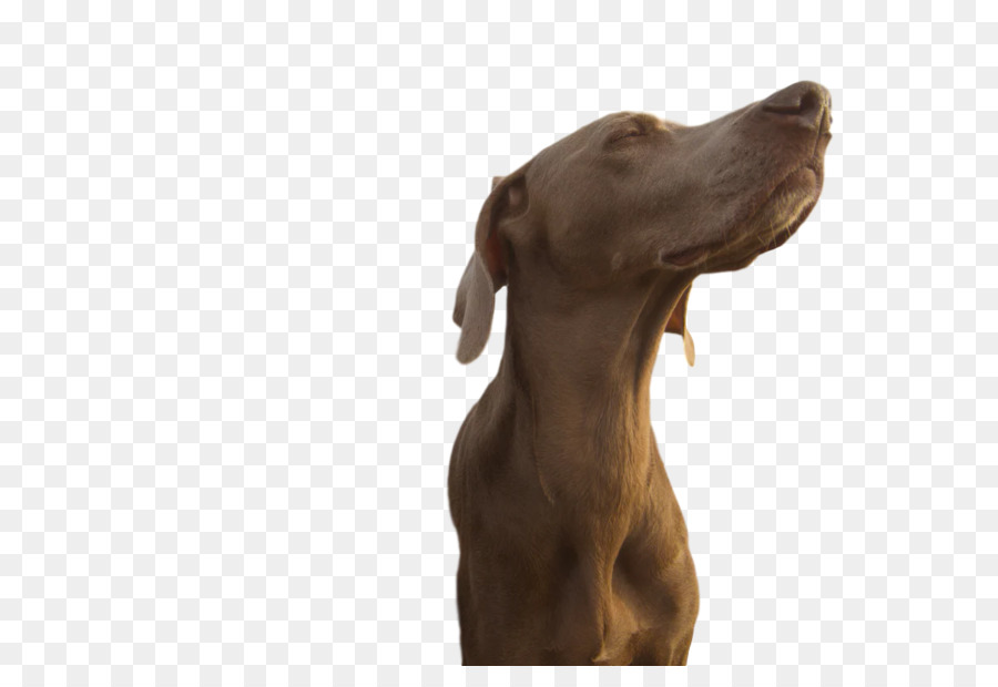 Braco De Weimar，Cachorro PNG